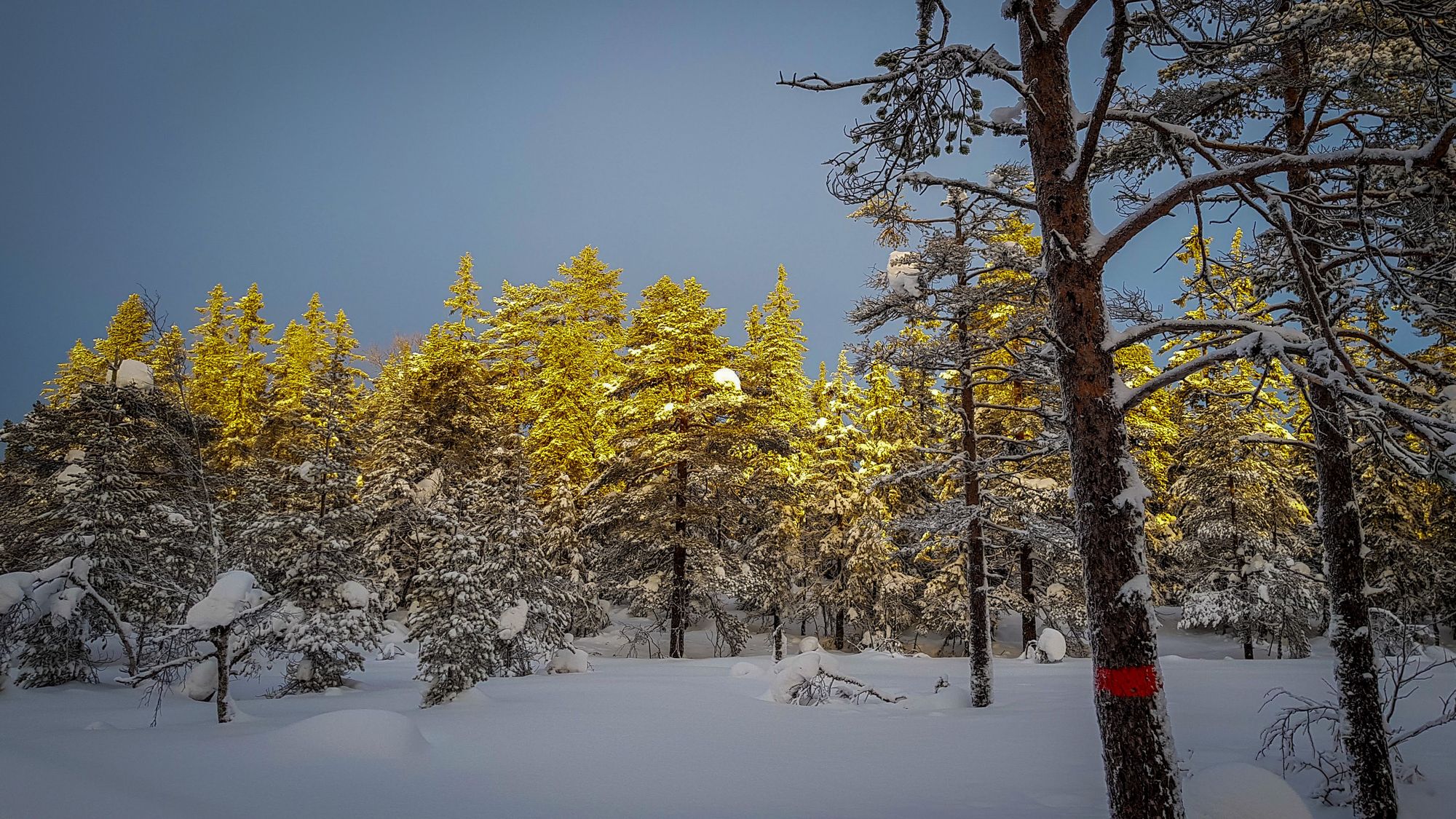 Krokskogen Forest in winter.