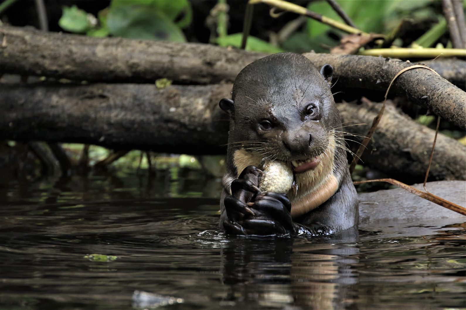 A giant otter catches a fish in Yasuni National Park. 