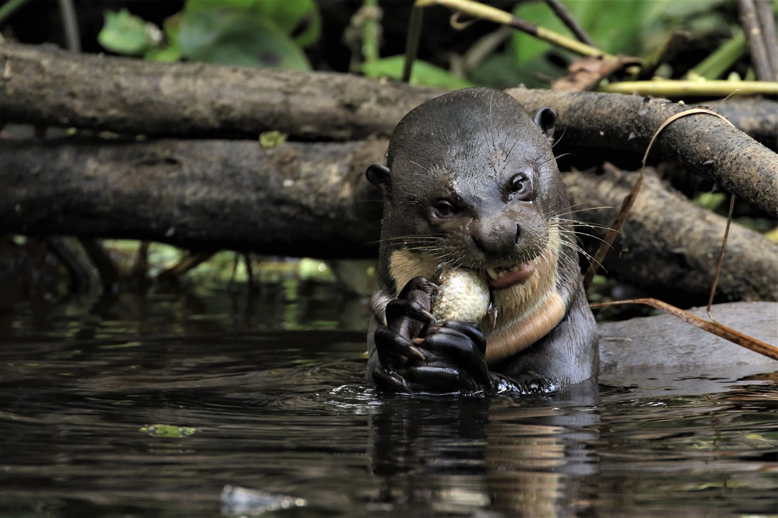 A giant otter catches a fish in Yasuni National Park.