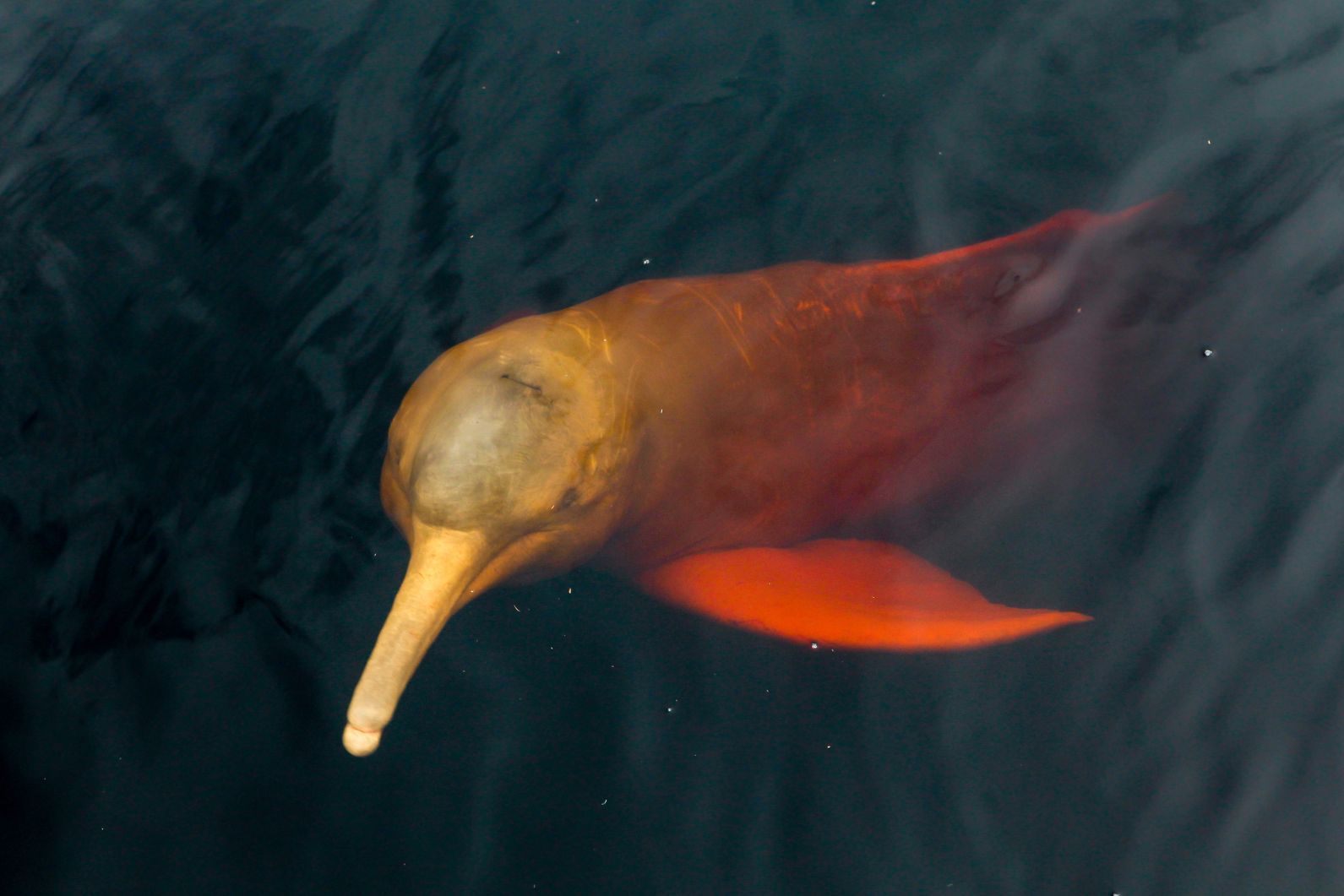 A rare pink dolphin in the rivers of the Amazon. 