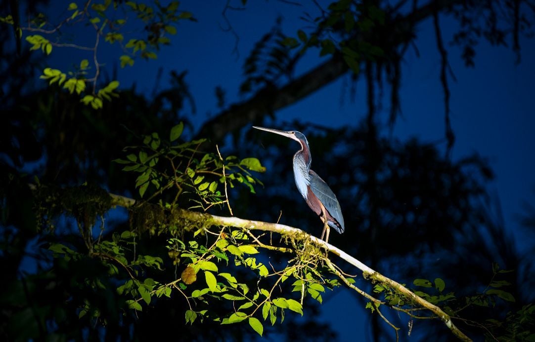 A beautiful, endangered Agami Heron in Yasuni National Park, taken at night