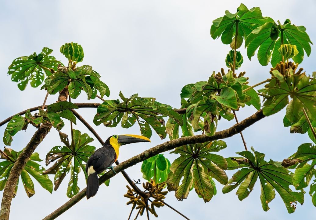 A toucan on a branch in Yasuni National Park