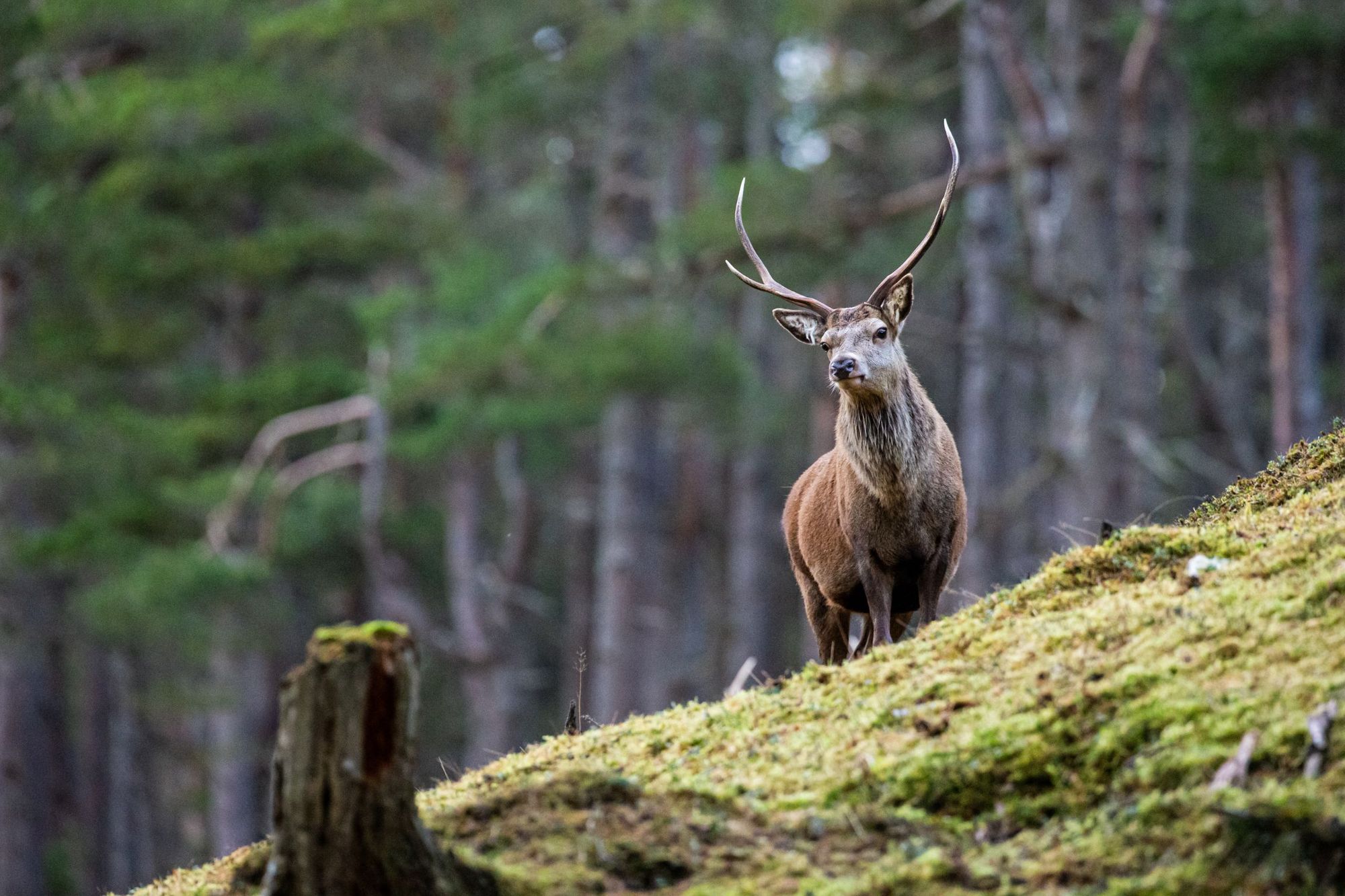 There are few better places on Earth to see deer or stags in the wild than the highlands of Scotland. Photo: Getty