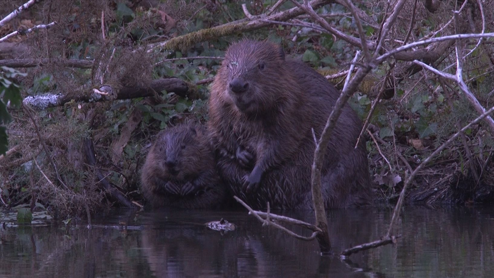 Leave It to Beavers: Keystone Species Provides Nature-based Restoration