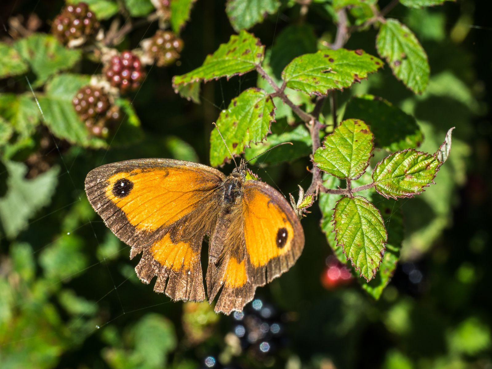 A gatekeeper butterfly (Pyronia tithonus), also known as the hedge brown, seen on brambles near Lydd, Kent, England. 