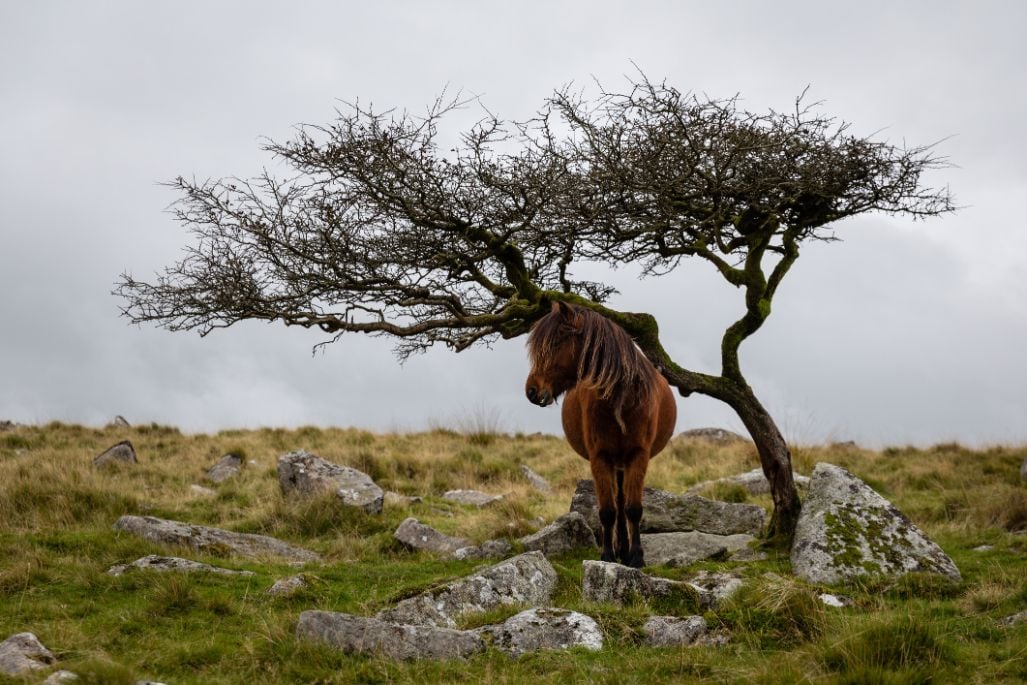 A Dartmoor pony shelters from the weather