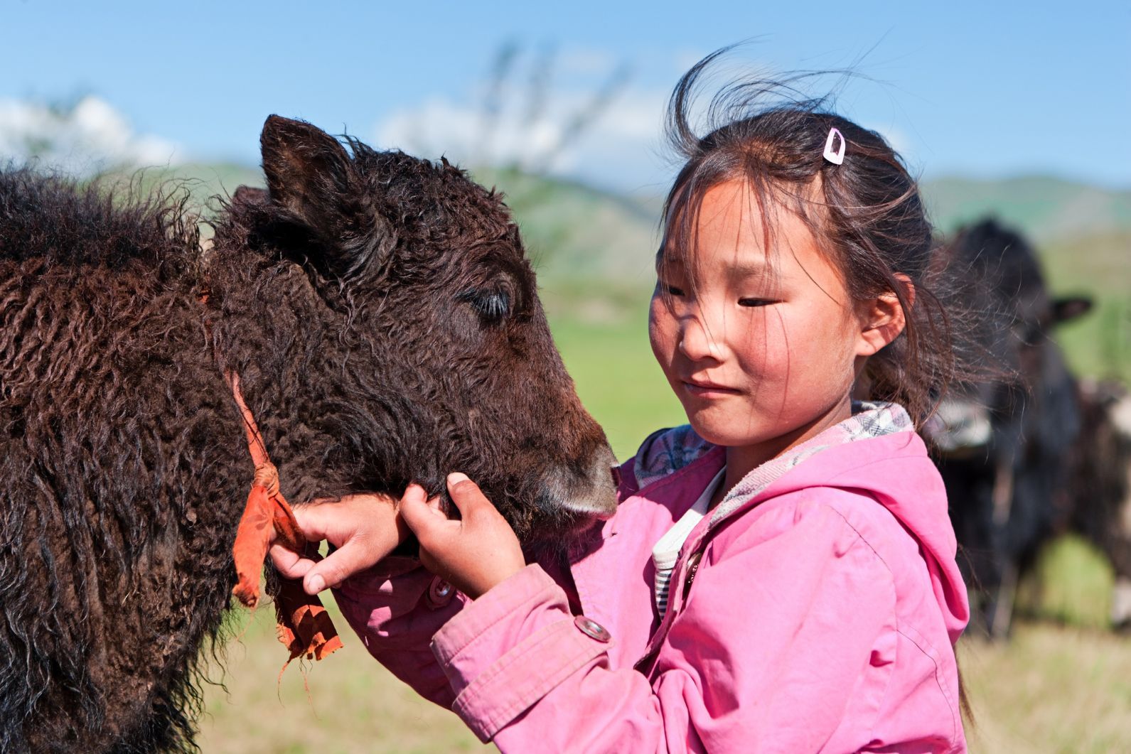 A young Mongolian girl with a calf.