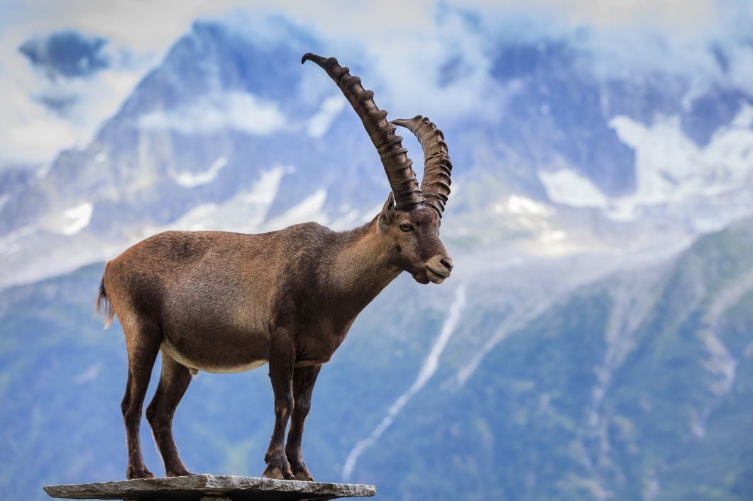 An Ibex on the Tour du Mont Blanc