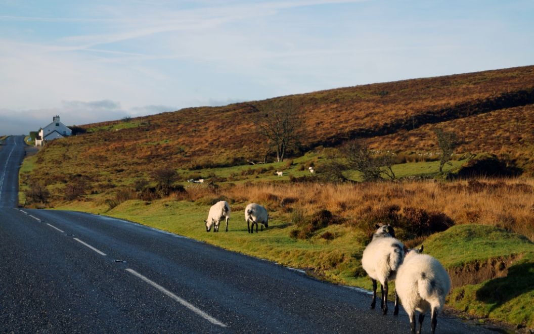 Sheep on the road by the Warren House Inn, hiking dartmoor