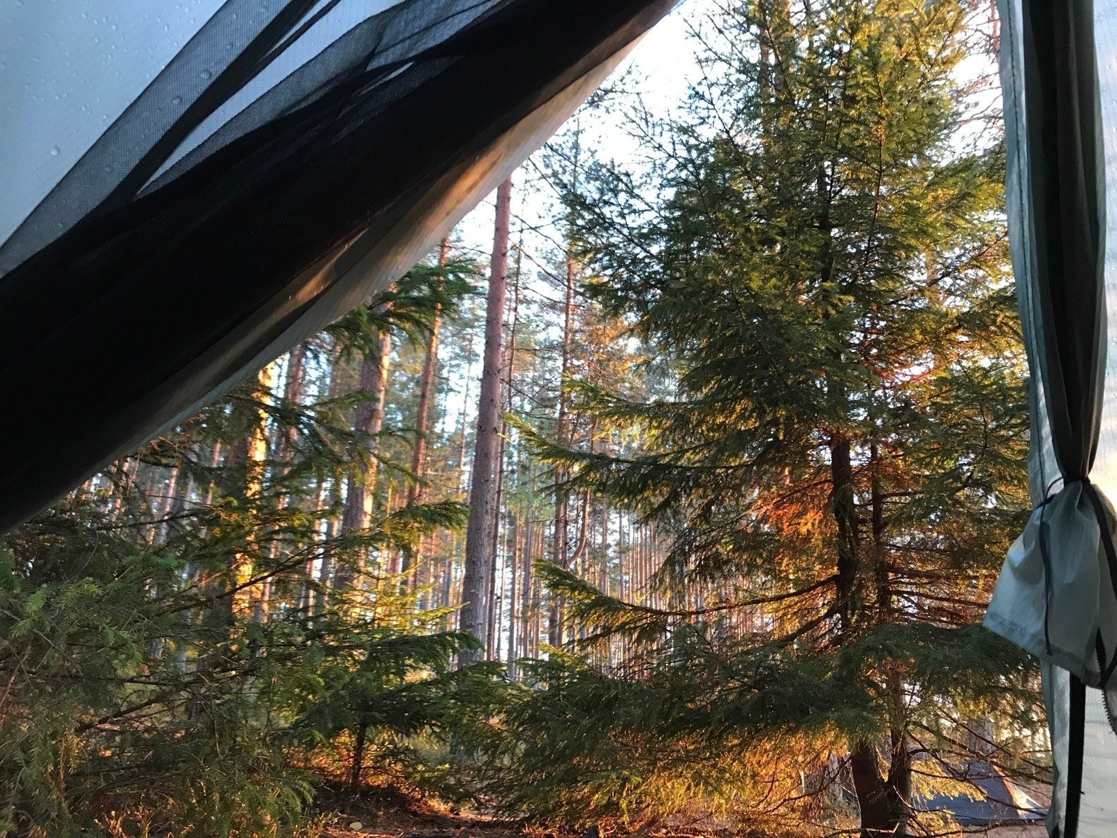 View of trees from a tent, while out wild camping