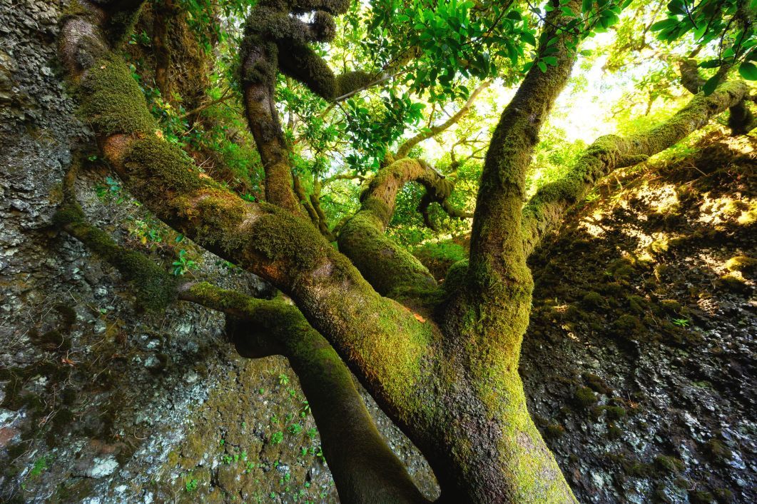 Visiting the sacred tree of El Hierro is a fantastic chance to learn about the culture and history of the Canary Islands. Photo: Getty