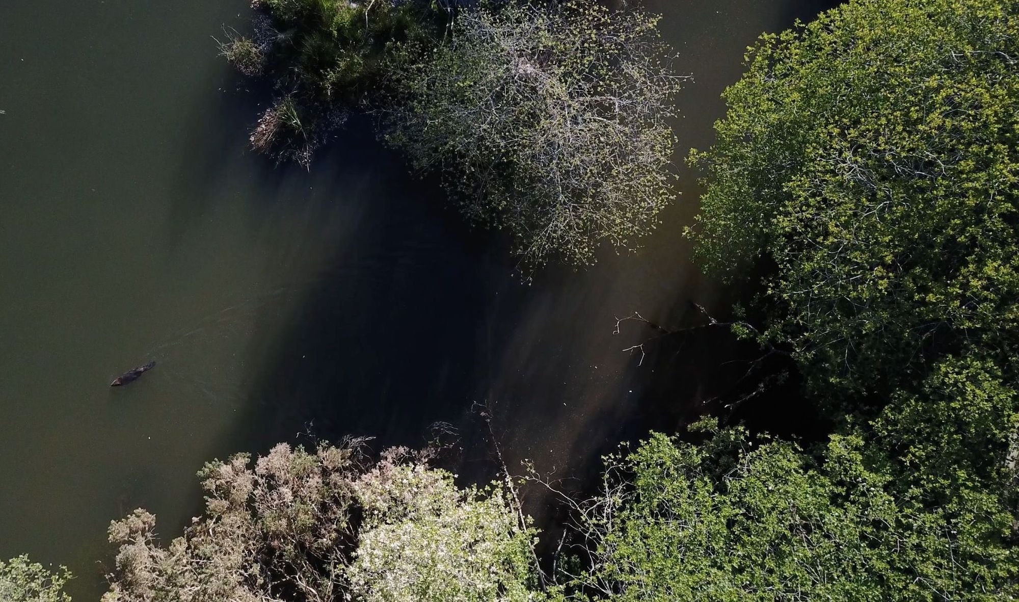 An aerial view of a beaver - the left hand side shows a beaver swimming.