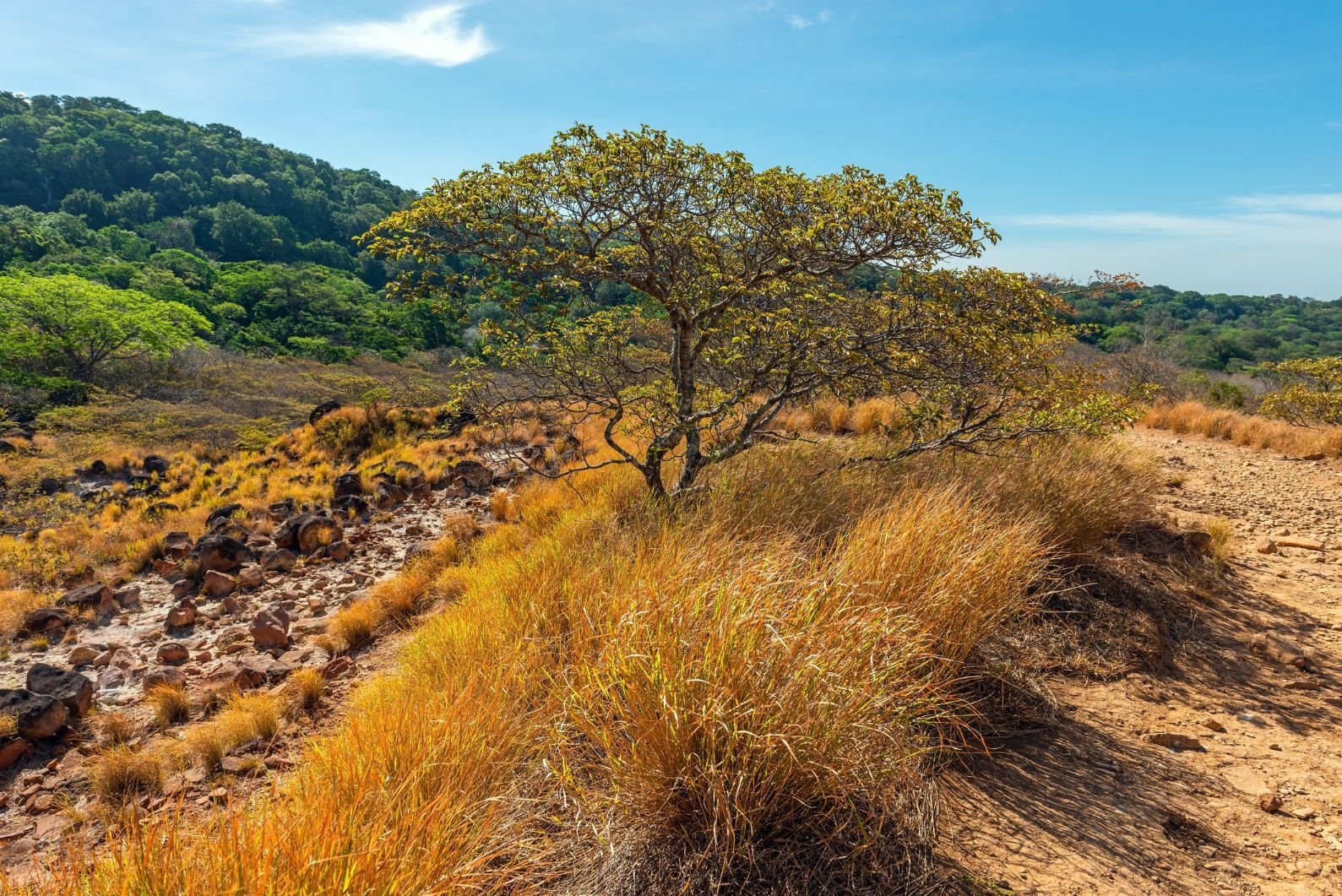 The terrain around Rincon de la Vieja can look quite different to elsewhere in Costa Rica. Photo: Getty
