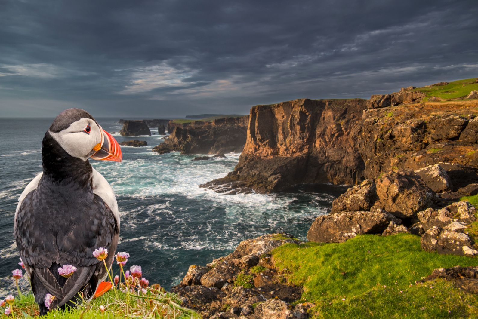 A puffin, with the cliffs of Shetland in the background.