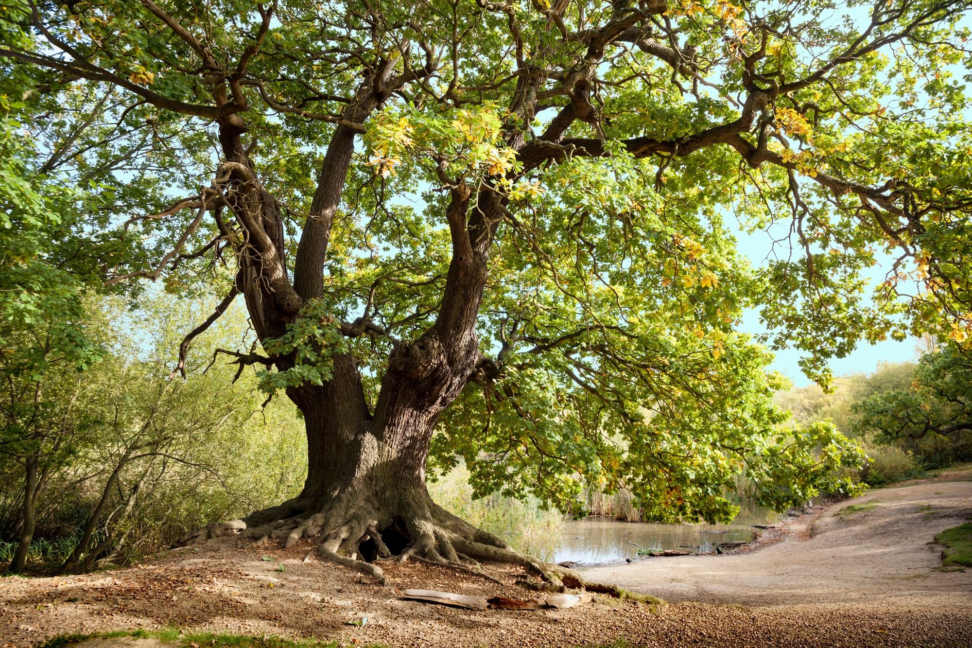A grand old oak beside a pond in Epping Forest. Photo: Getty