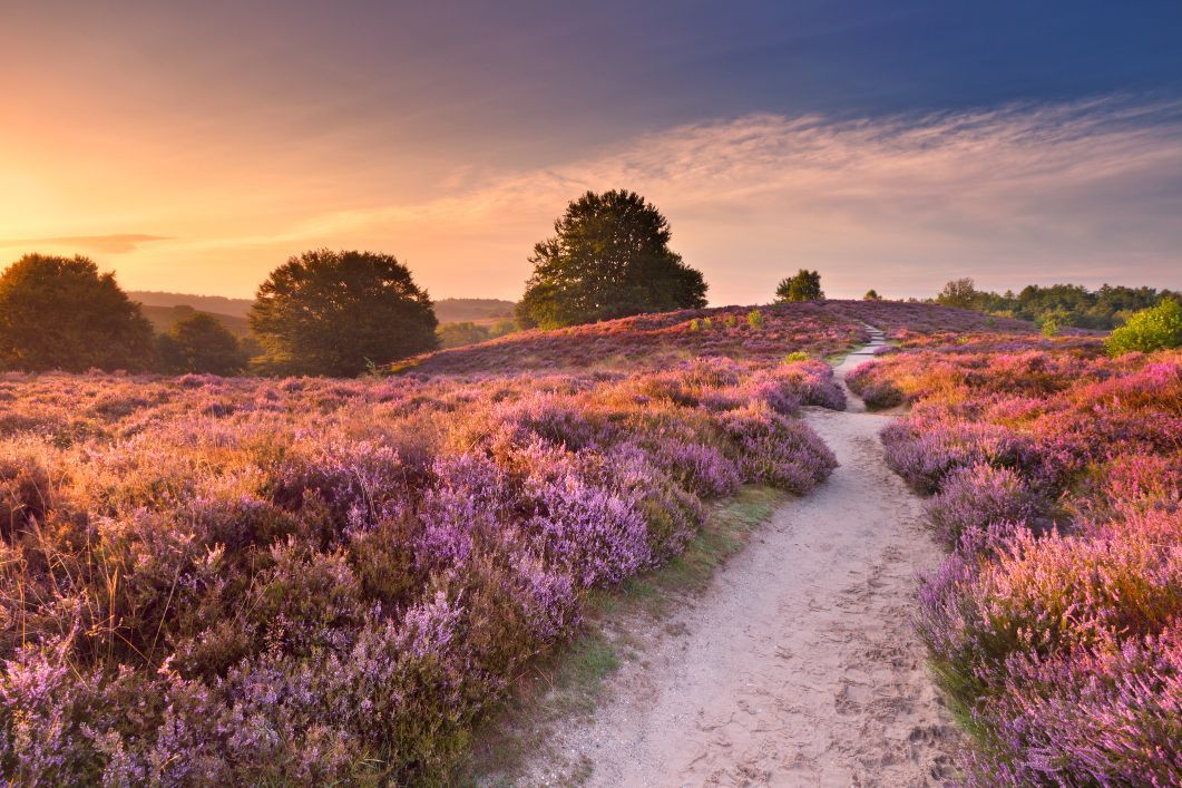 The beautiful view in Posbank, The Netherlands, part of the Veluwe Divide. Photo: Getty