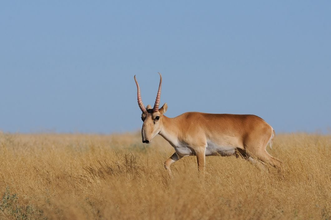 A saiga antelope in the grasslands of Kazakhstan. 