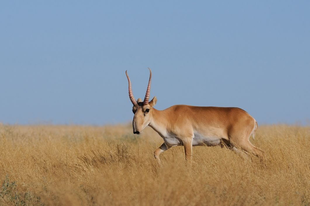 A saiga antelope in the grasslands of Kazakhstan.