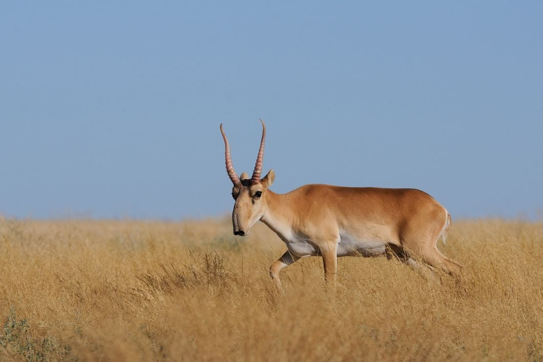 A saiga antelope. More of this kind of guy feels like good news for everyone. Photo: Getty