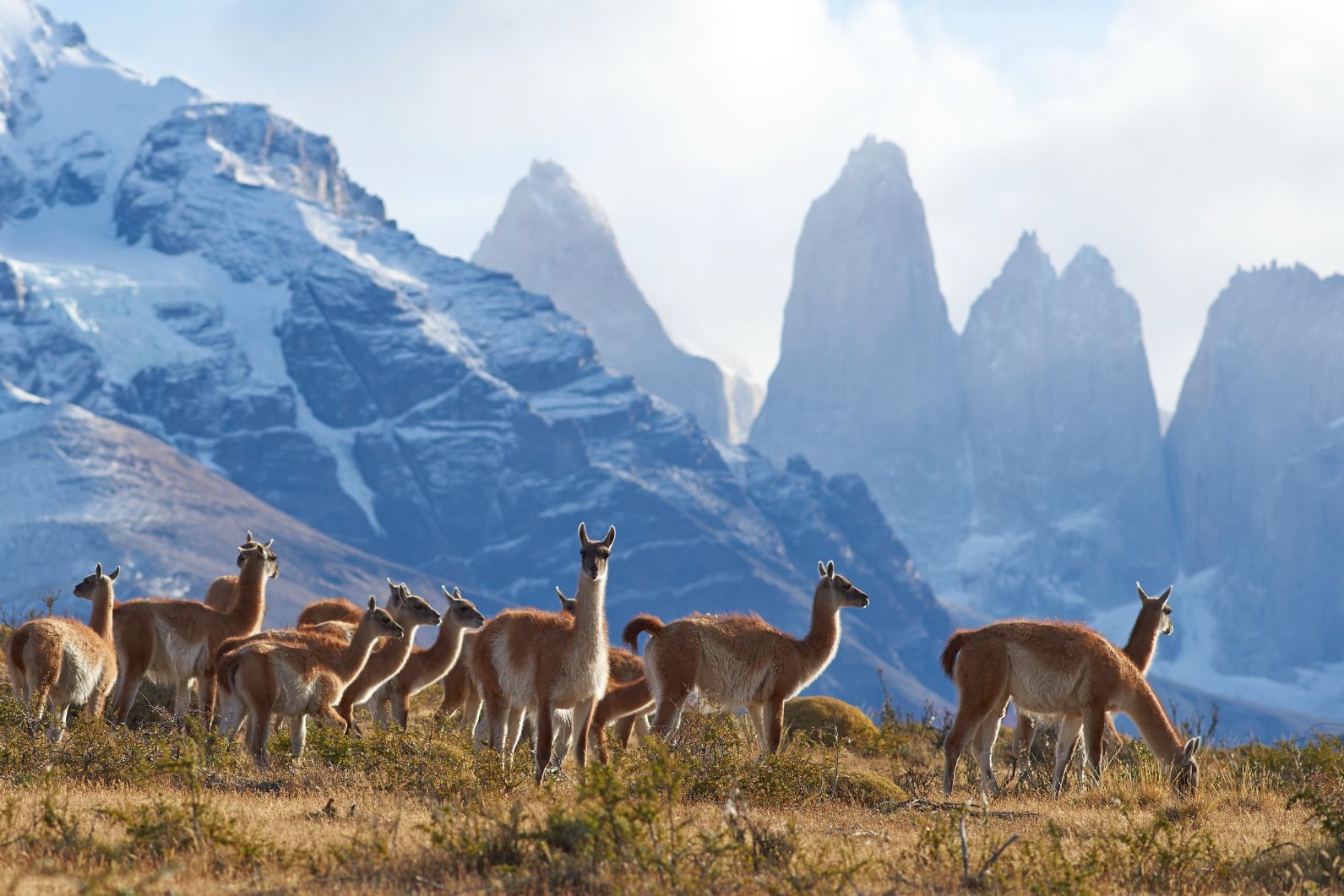 A herd of guanacos grazing in front of the pointed peaks of Patagonia