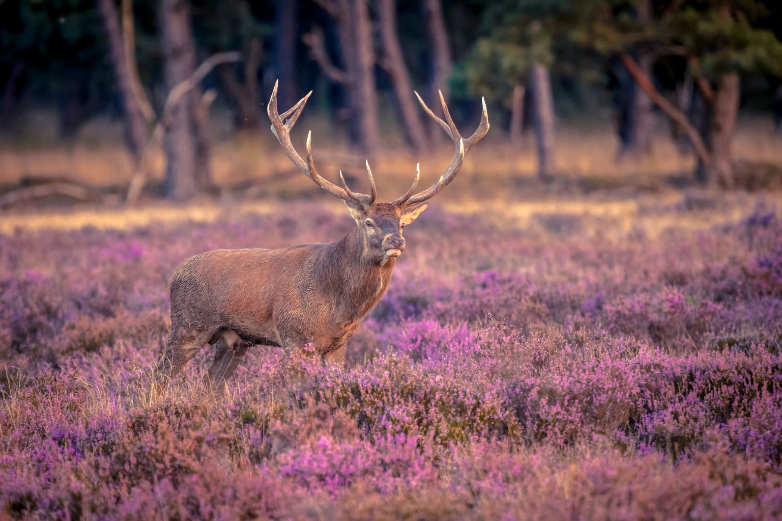 A stag in the heather fields of Hoge Veluwe, the Netherlands.