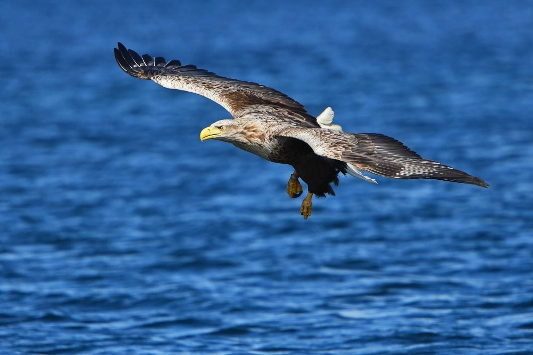 A white-tailed sea eagle in flight near the Isle of Mull in Scotland. Photo: Getty