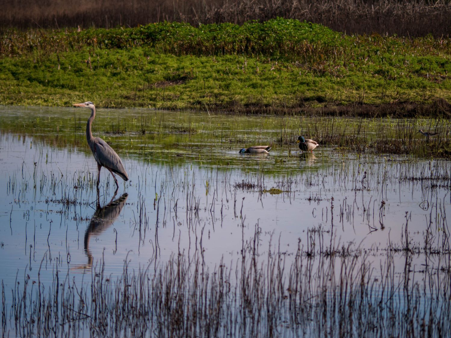 Wetlands provide homes for a wide range of biodiversity, from amphibians to large birds. Photo: Getty