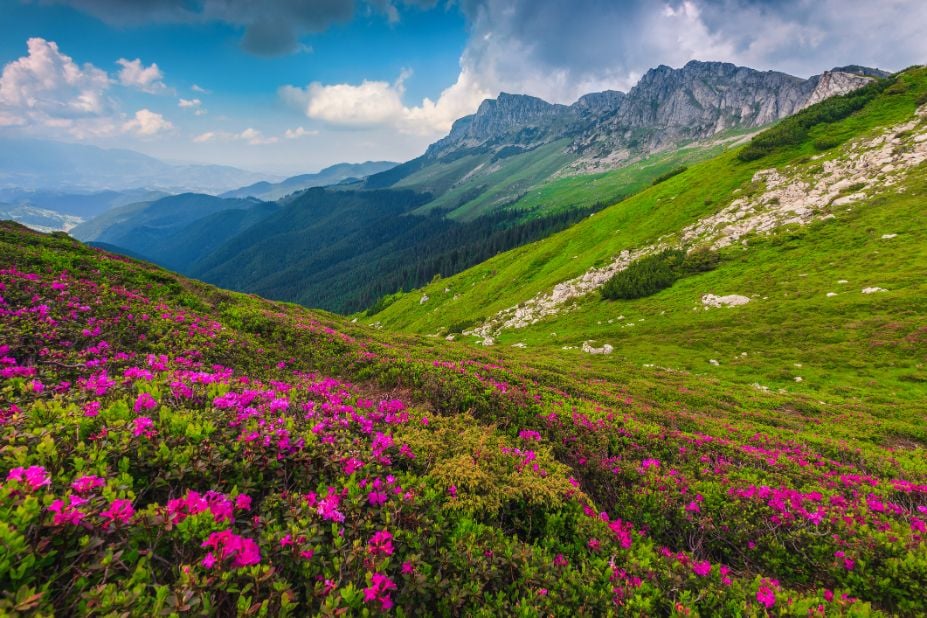 Pink rhododendrons flowering on the slopes of the Bucegi Mountains, Romania