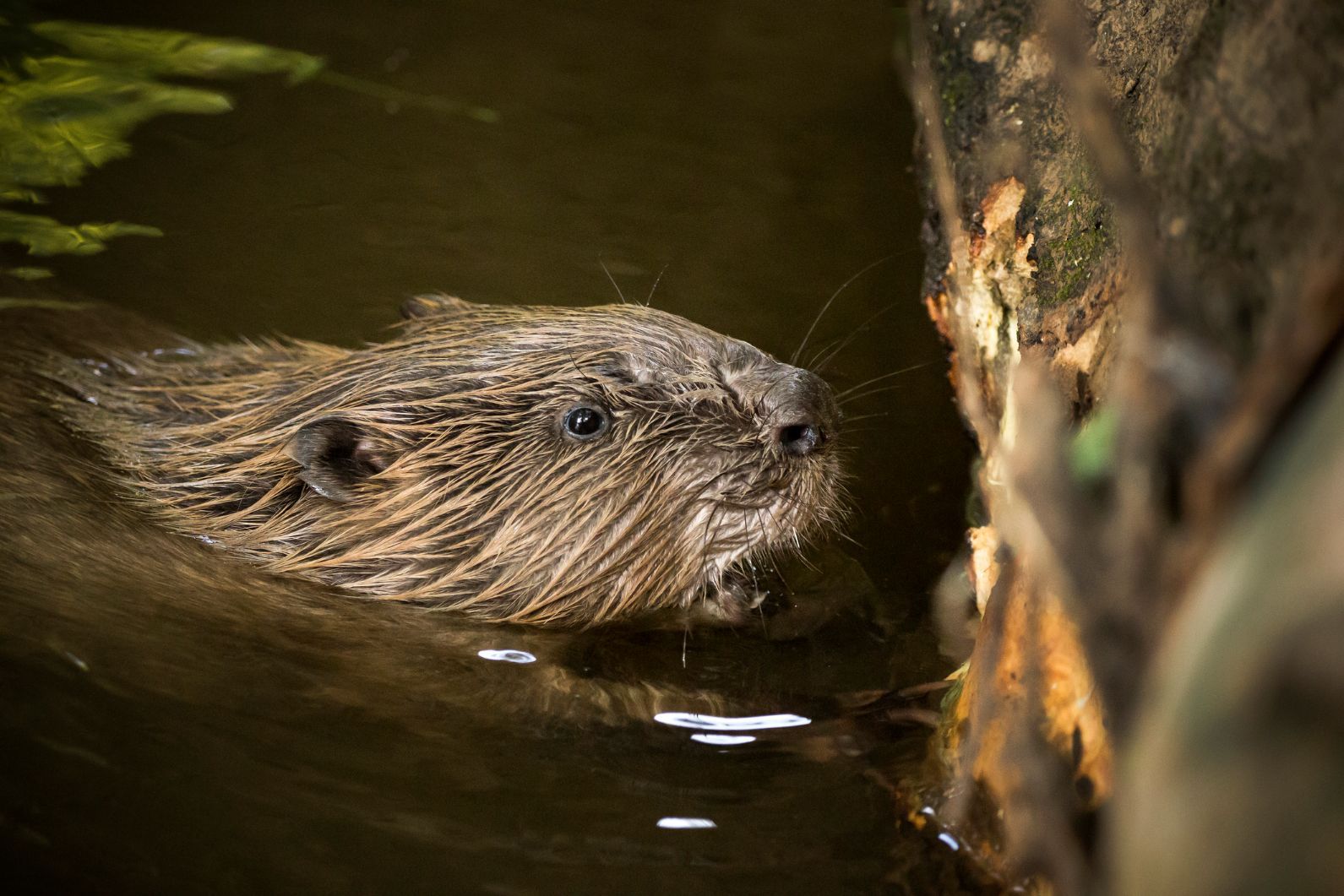 A beaver swimming in a river.