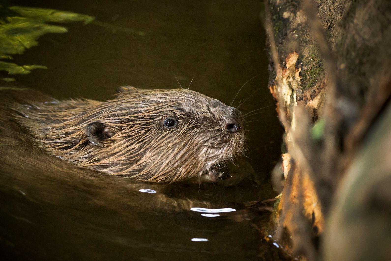 Beavers are incredibly important for biodiversity, creating vibrant wetland landscapes. Photo: Getty