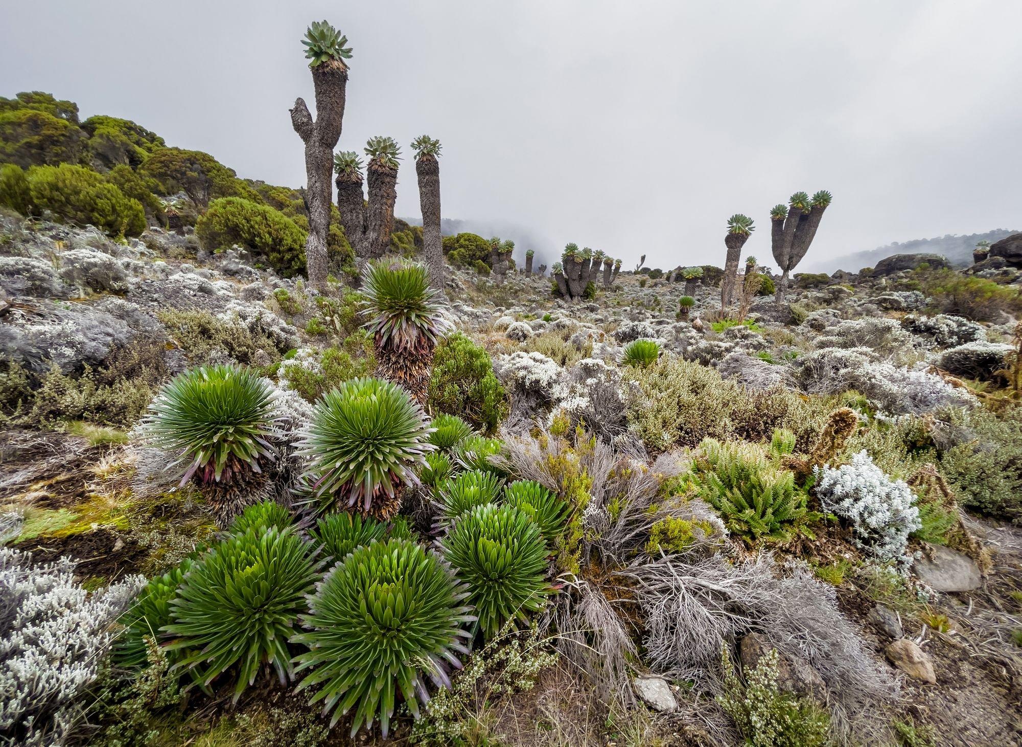 The giant Lobelia plant, which is endemic to Tanzania