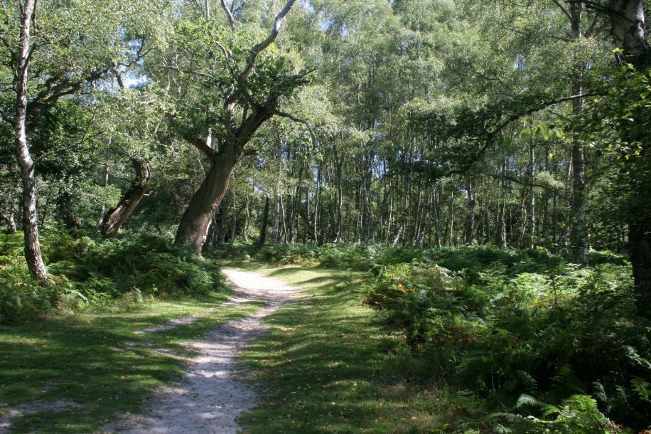 Footpaths through the trees in the New Forest have been walked for generations. Photo: Getty
