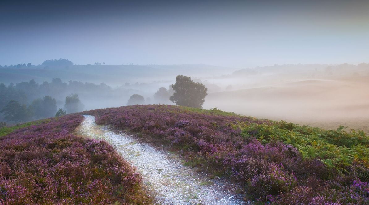 A misty day amongst purple heather on Rockford Common.