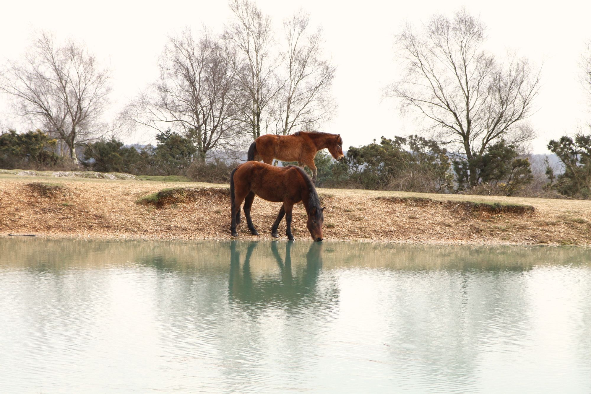 New Forest ponies having a drink at Abbots Well pond. Photo: Getty