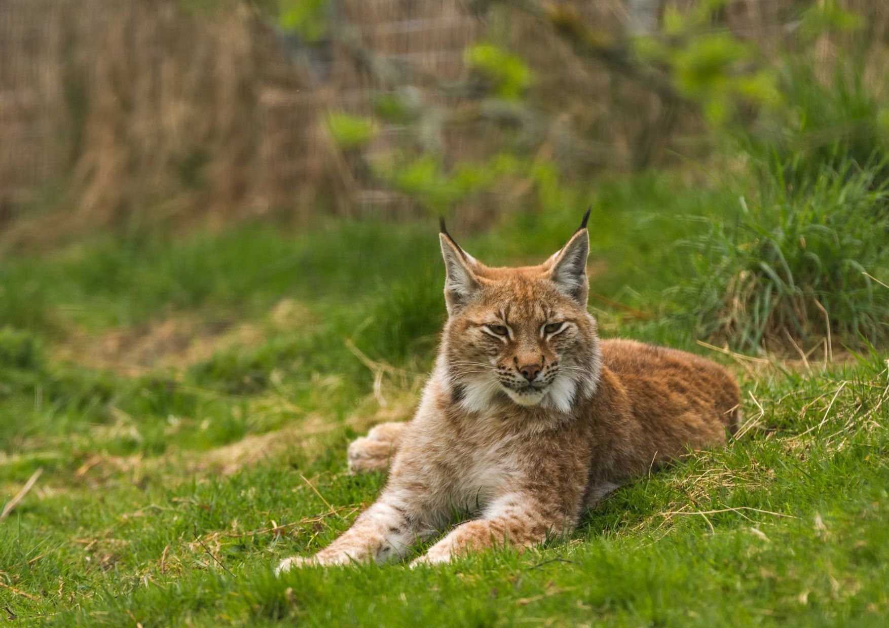 The reintroduction of the northern lynx to Scotland has been a topic of heated debate for decades. Photo: Getty