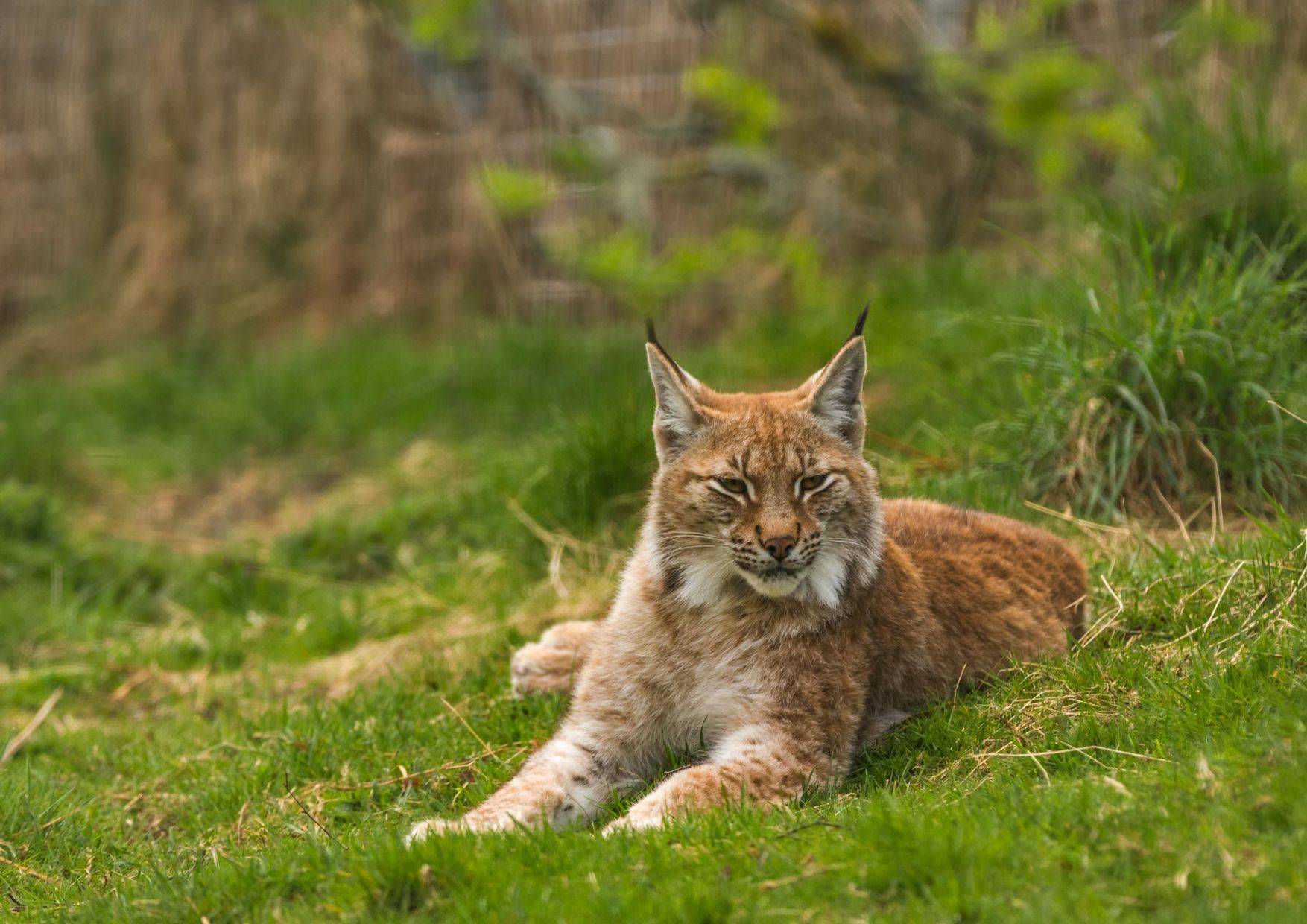 A northern lynx sitting on the forest floor in Scotland.