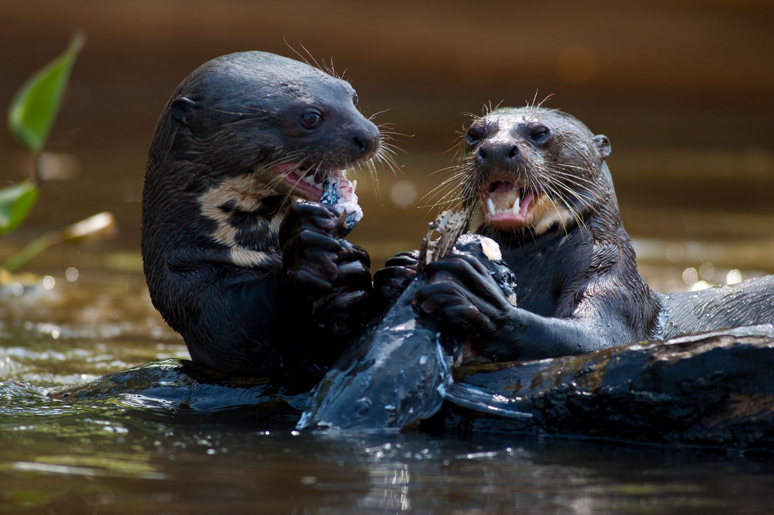 Two giant otters eating a fish together.