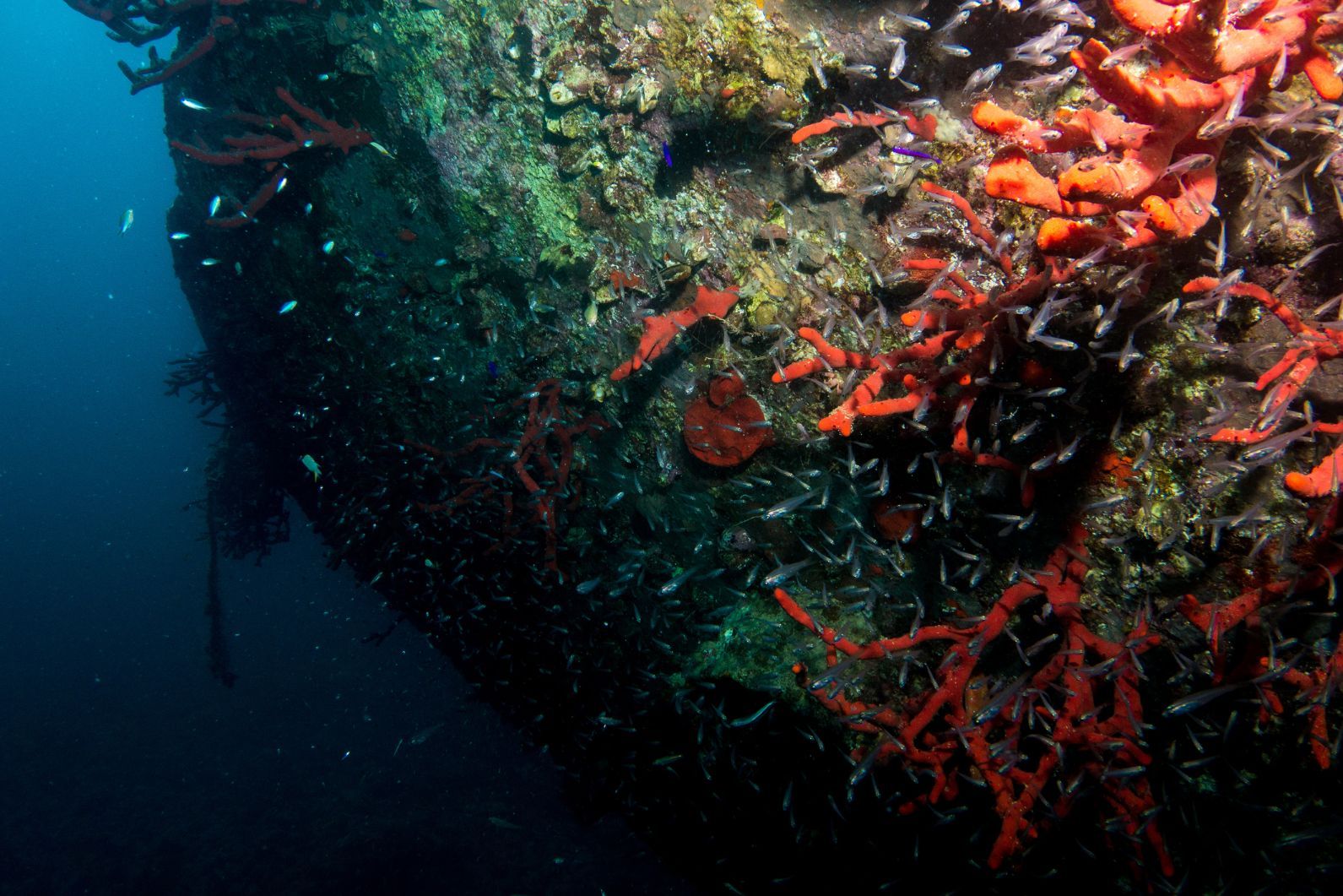 Shoals of fish swimming around a coral reef.