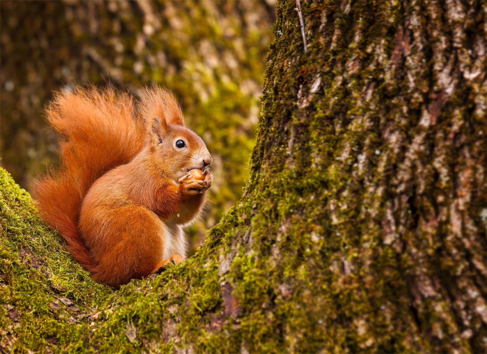 A red squirrel eating a nut.