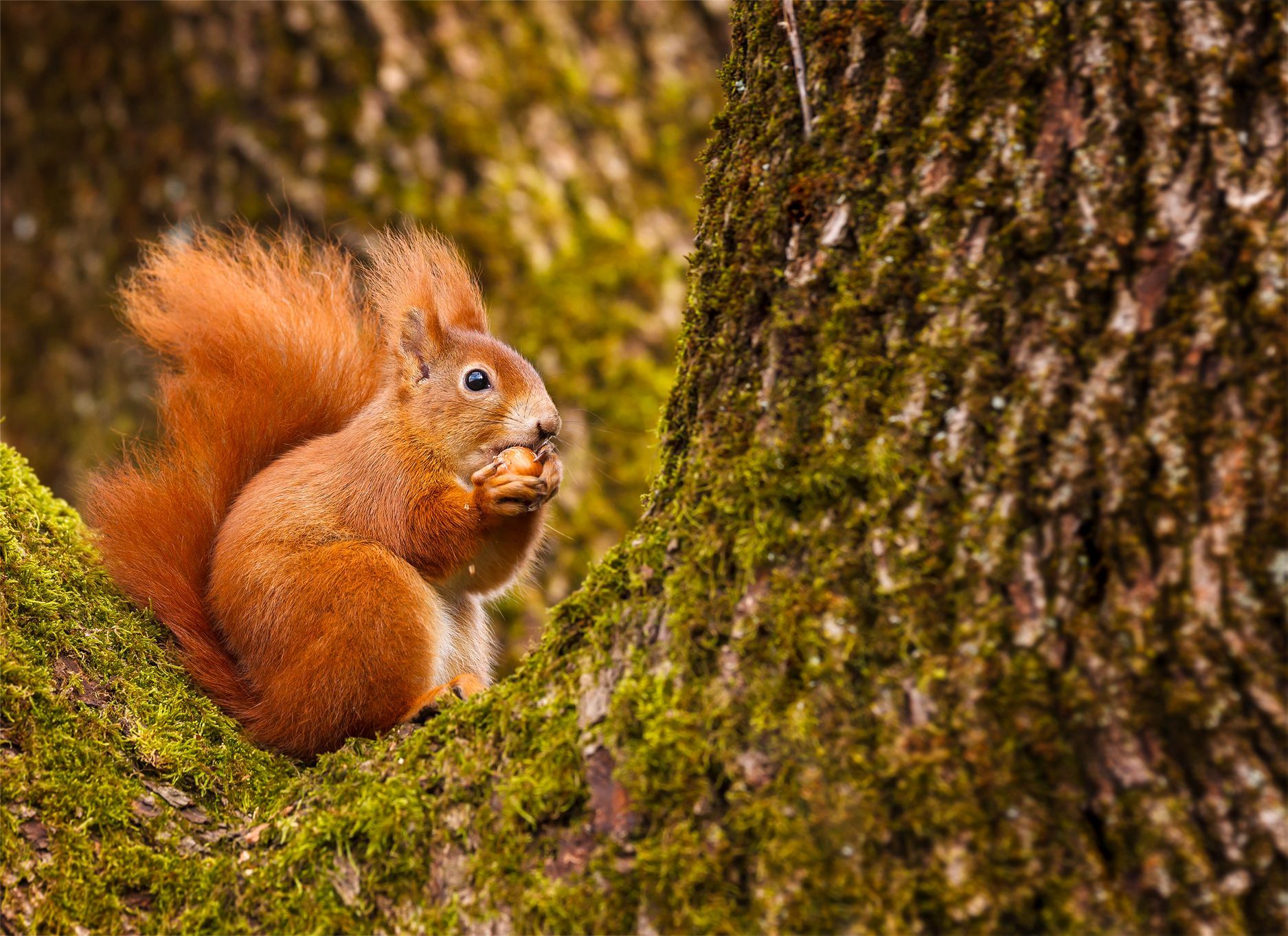 A red squirrel sits in a tree, nibbling a nut.