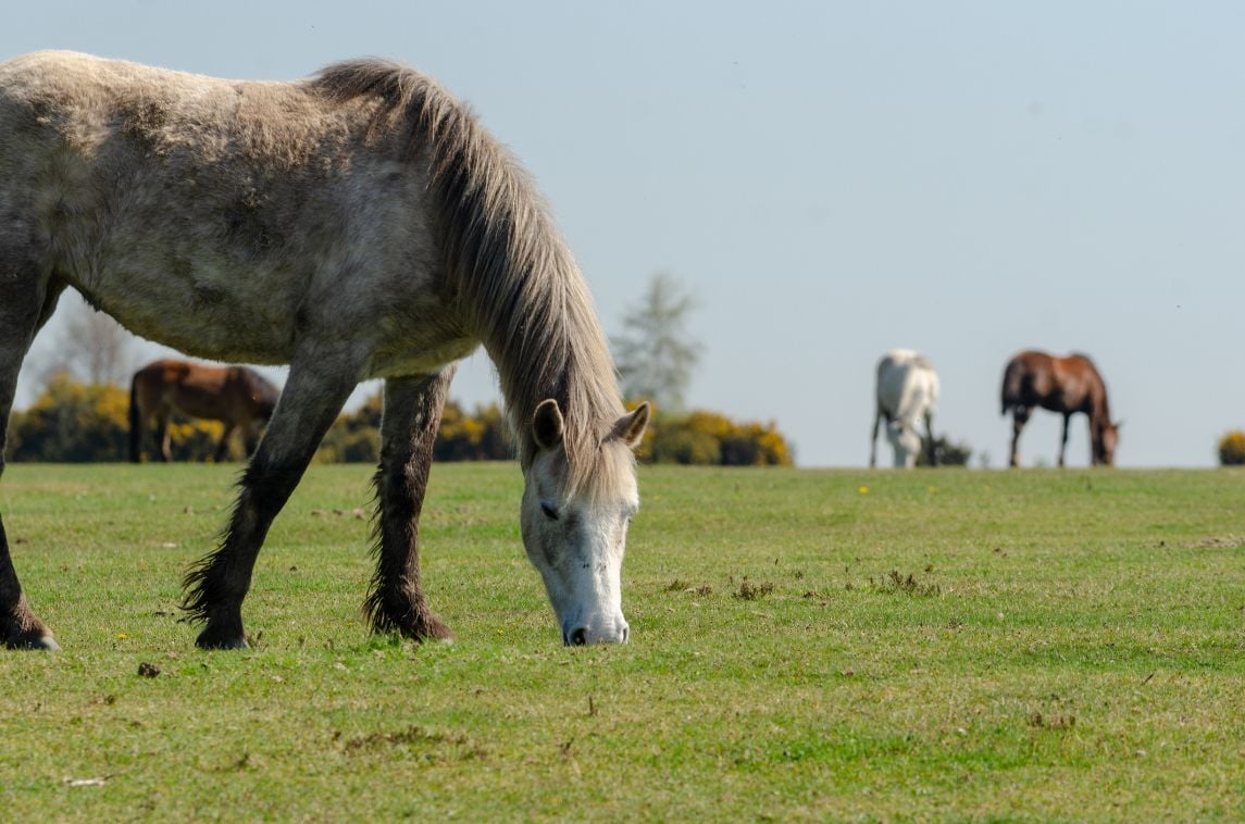 You might spot some New Forest Ponies having a munch on Wilverley Plain. Photo: Getty