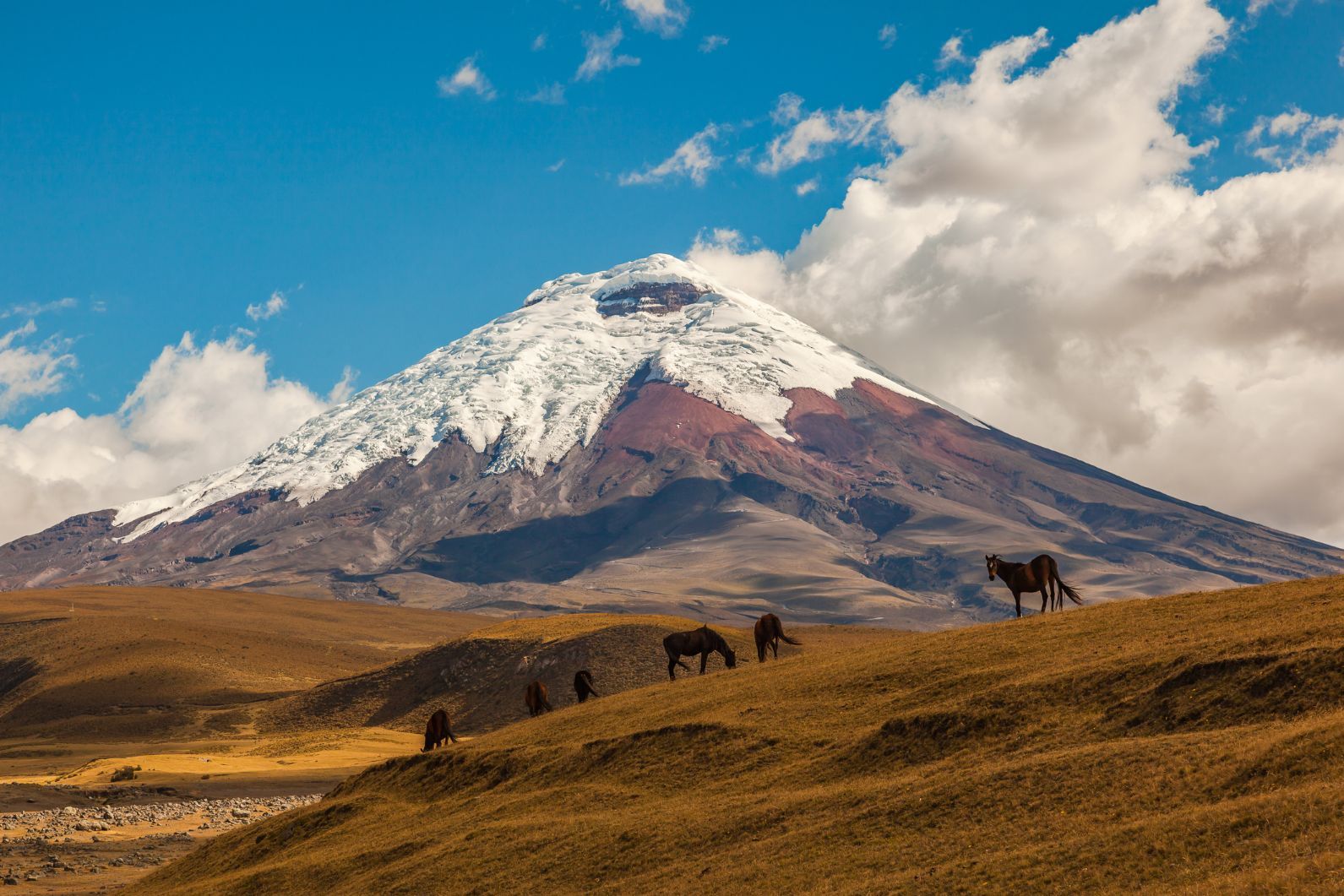 Horses silhouetted in front of the summit of Cotopaxi, a stratovolcano in Ecuador.