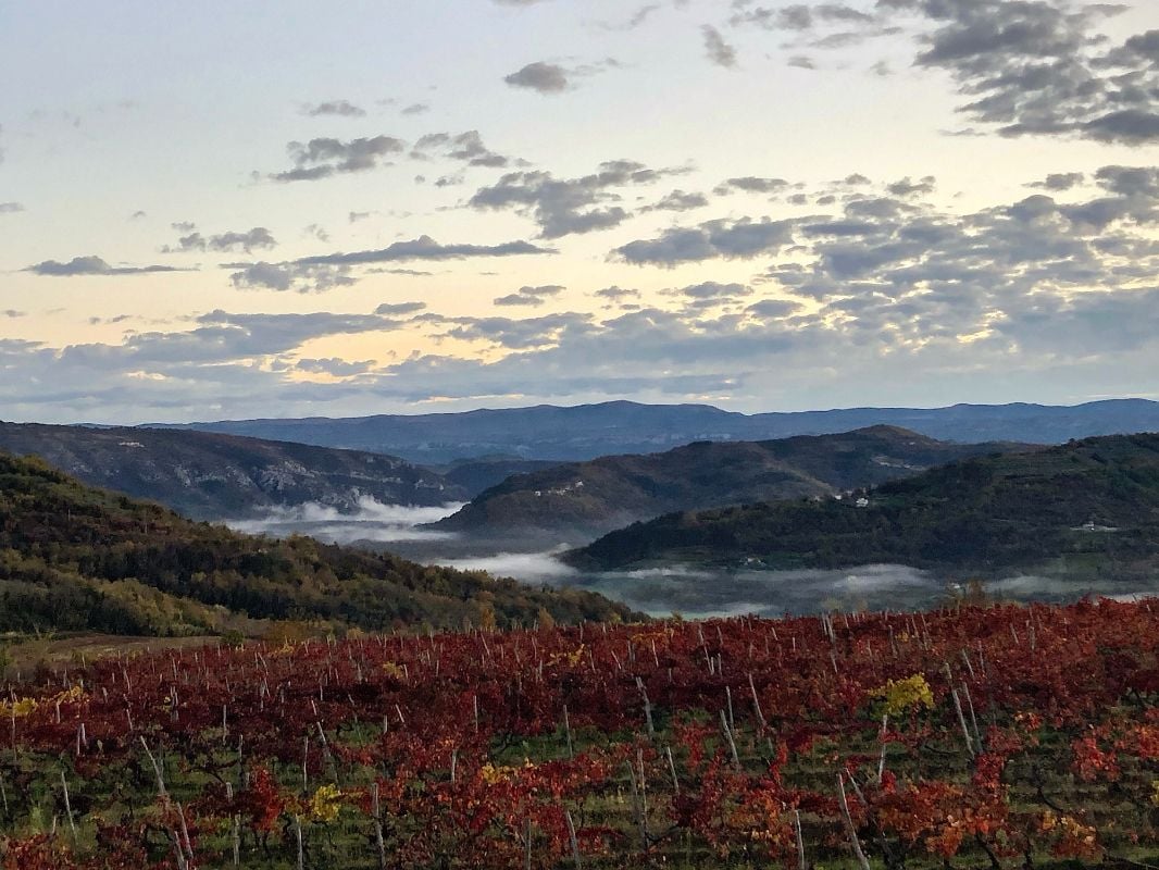 Morning mist in the hills of Central Istria, with a vineyard in the foreground.