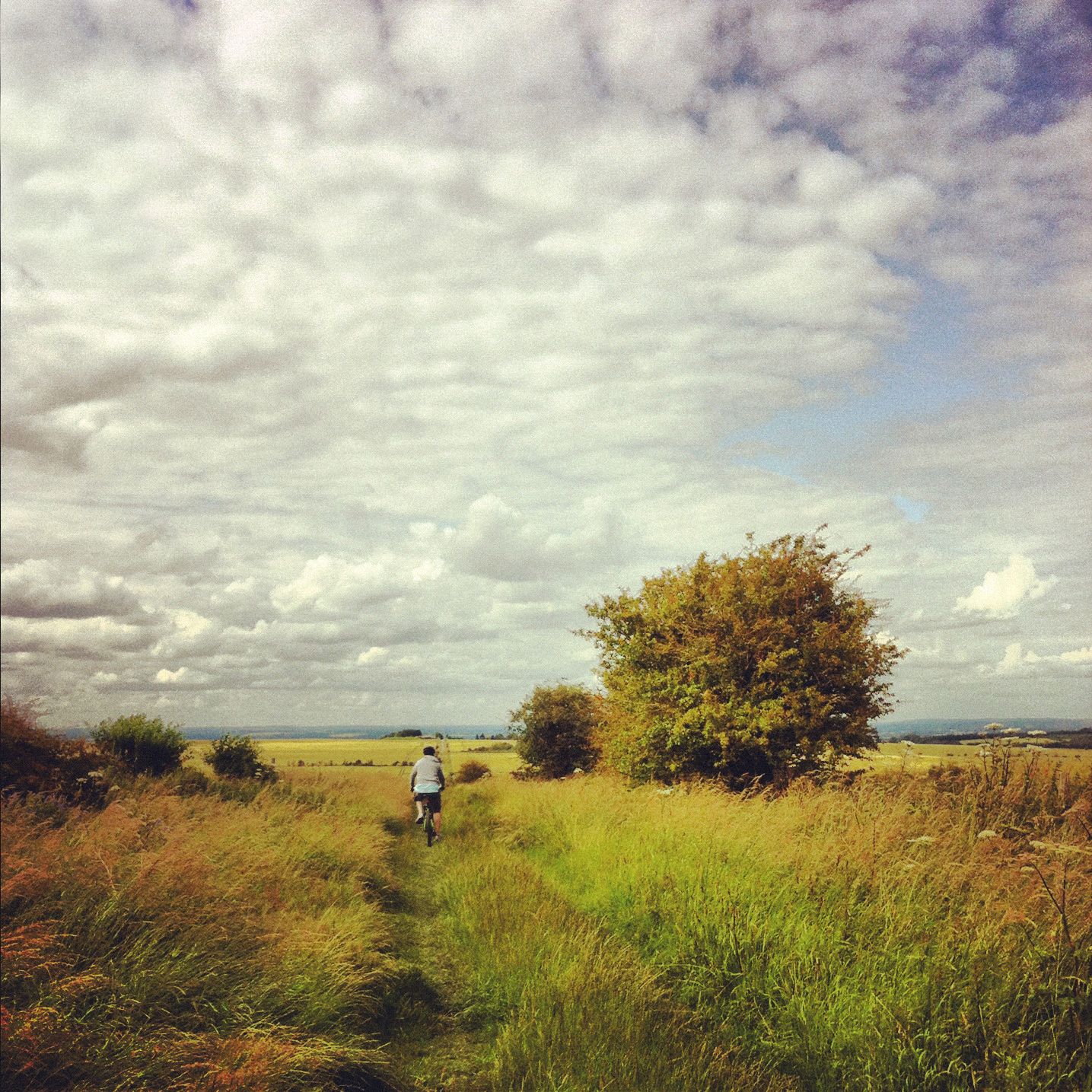 A cyclist travelling through long grasses