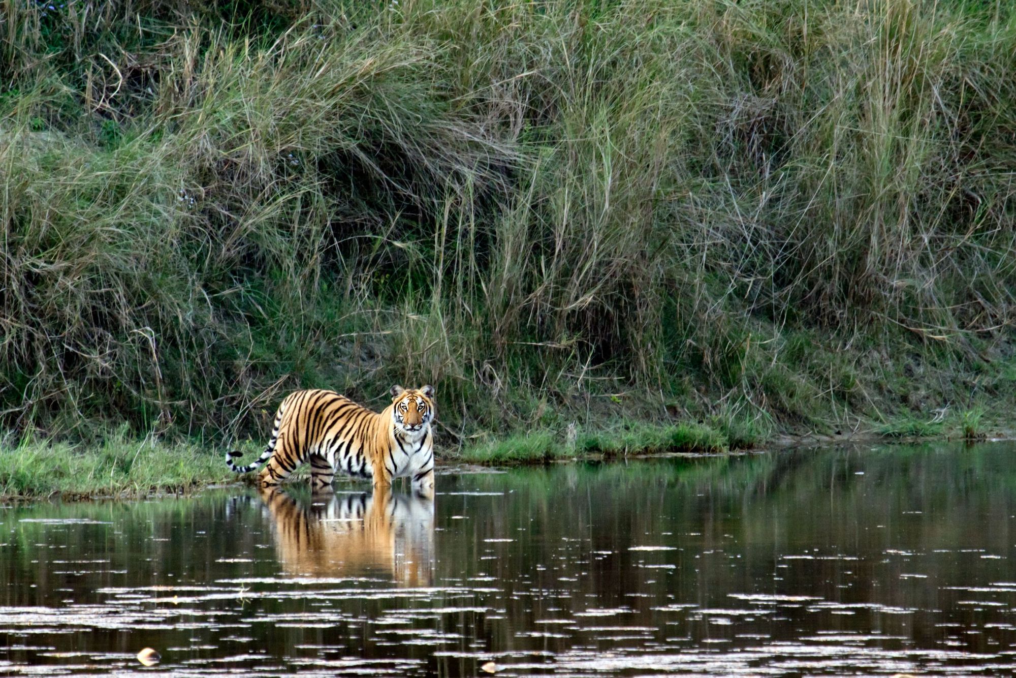 A stunning Bengal tiger in Bardia in Nepal. Photo: Getty