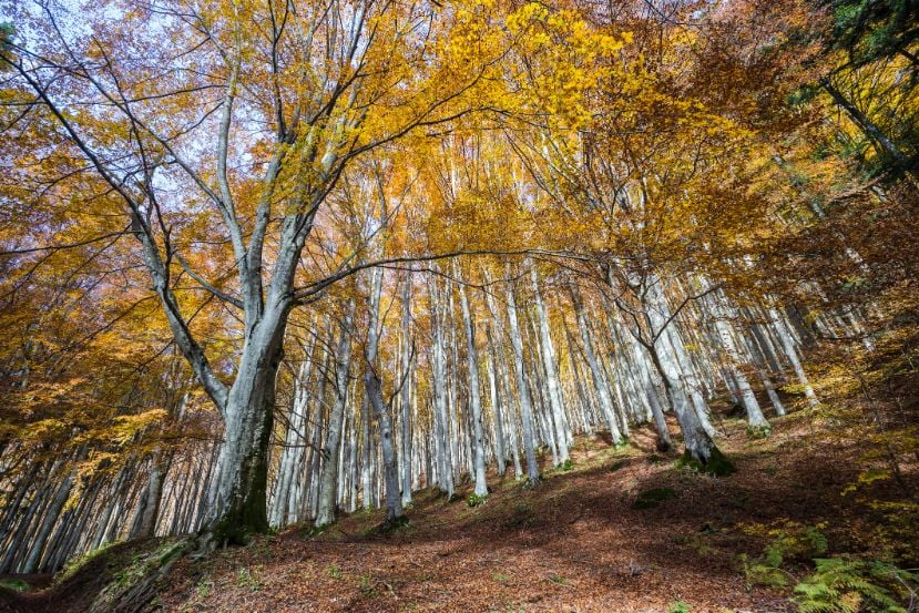 Autumn in the Foreste Casentinesi National Park