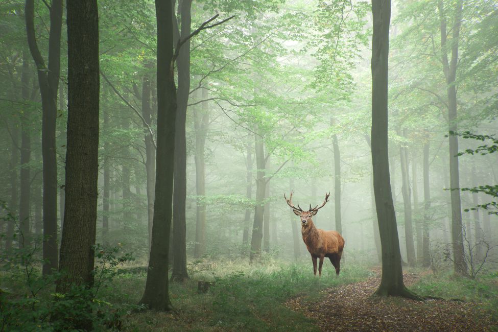 A moose in a misty forest.