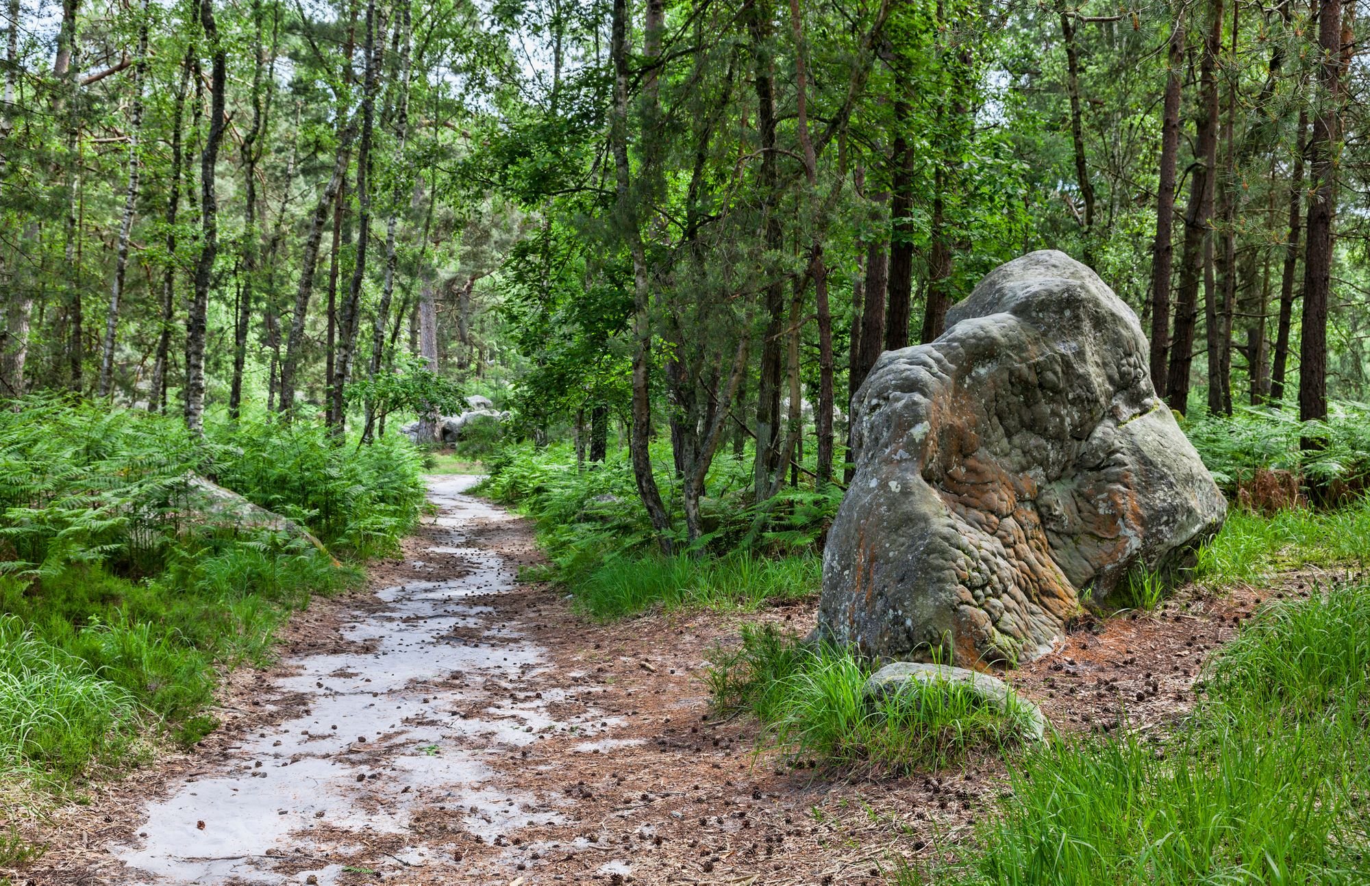 A trail in the forest of Fontainebleau, in Seine-et-marne, Ile de France