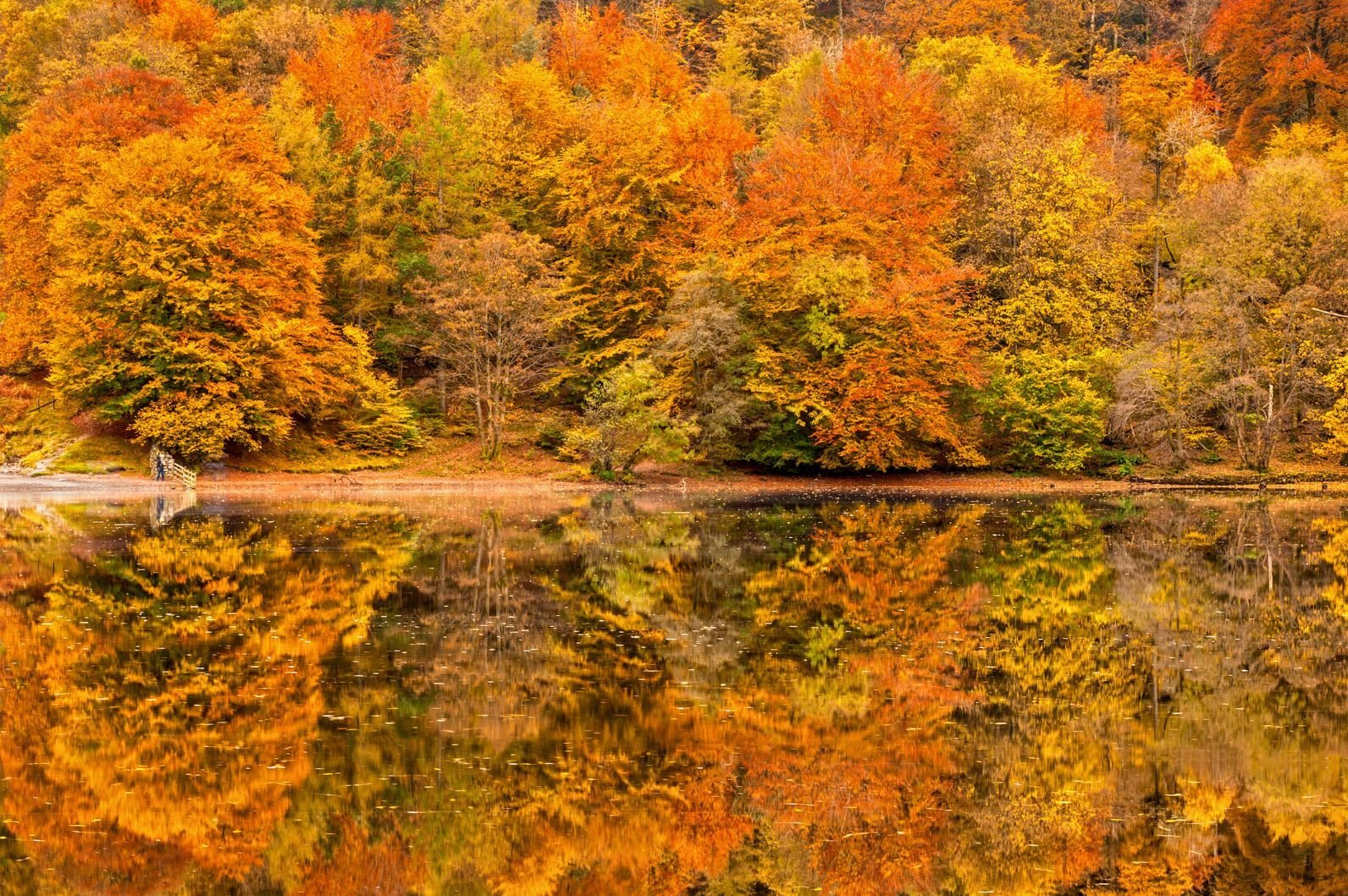 An Autumn scene reflecting back on a lake.