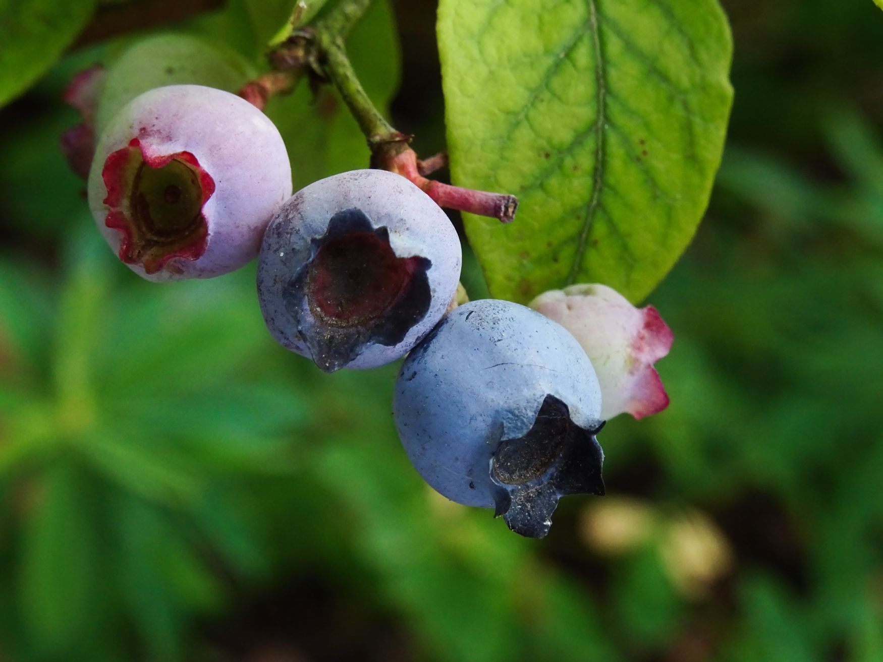 A close-up of ripening bilberries.